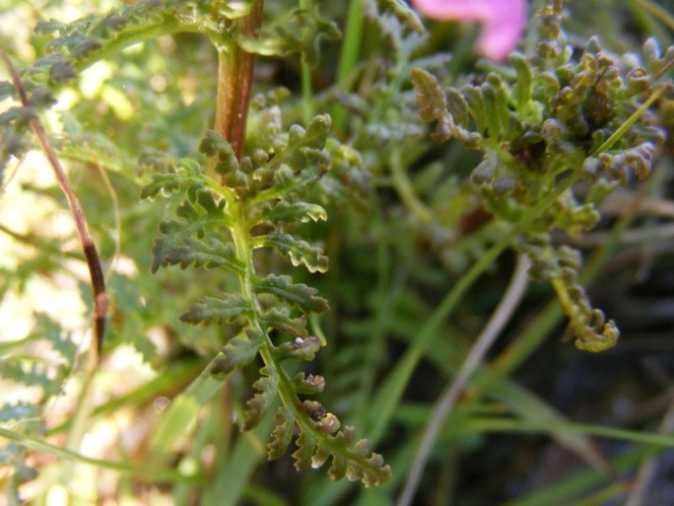 Pedicularis da id.